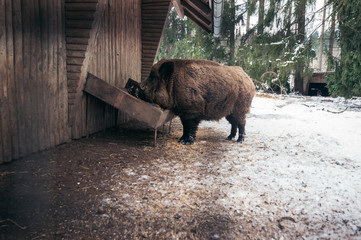 Wildschwein beim essen