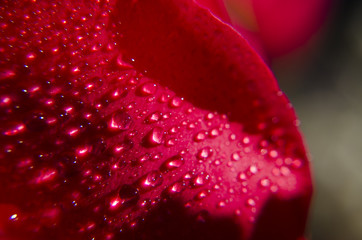 Macro flower with water drop on petal from rain.  