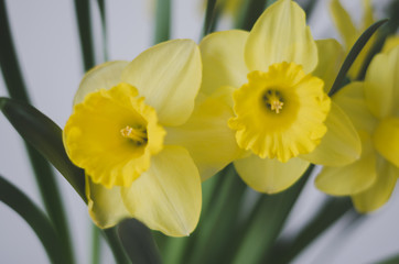 Yellow daffodils flowers.