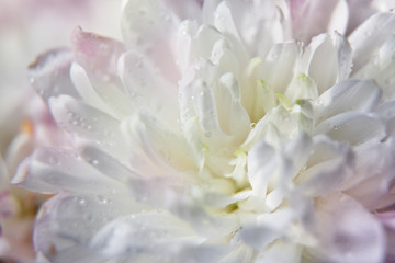 белый цветок с каплями воды