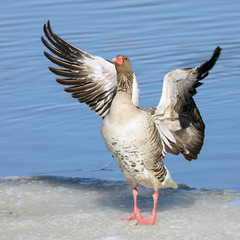 Greylag goose