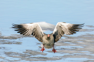 greylag goose