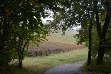 fiori e neve , paesaggi e nuvole 