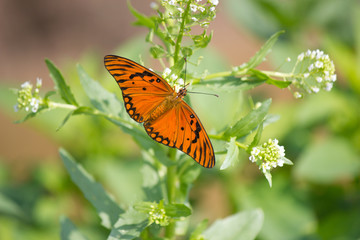 Close up of an orange butterfly resting on a flower
