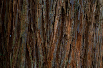 west coast redwood