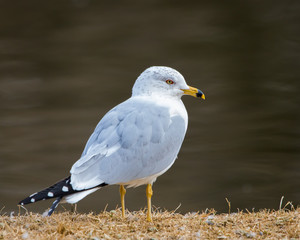 Sea Gull