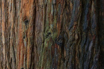 west coast redwood