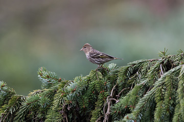 pine siskin bird