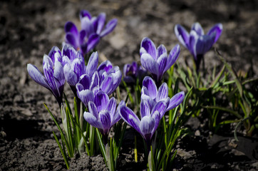 Crocus spring violet flower. Flowering violet Crocus in Early Spring.