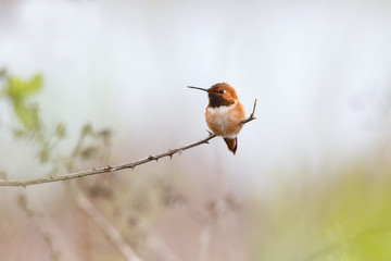 male rufous hummingbird