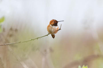 male rufous hummingbird