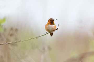 male rufous hummingbird