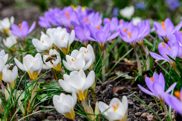First spring flowers. Crocuses and a bee.