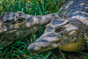 Krokodile