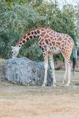 Obraz premium Giraffe grazing