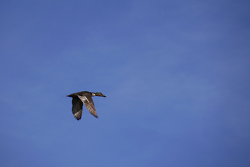 Hybrid manky mallard duck in flight