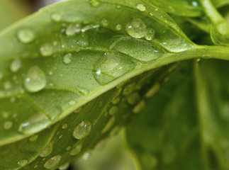 Basil leaf with water drops