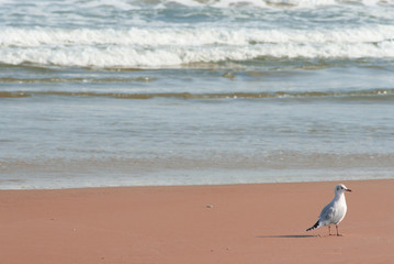 Seagull Uruguay