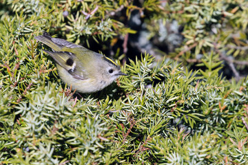 goldcrest