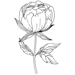 Wildflower peony flower in a vector style isolated. Full name of the plant: peony. Vector wildflower for background, texture, wrapper pattern, frame or border.