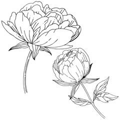 Wildflower peony flower in a vector style isolated. Full name of the plant: peony. Vector wildflower for background, texture, wrapper pattern, frame or border.