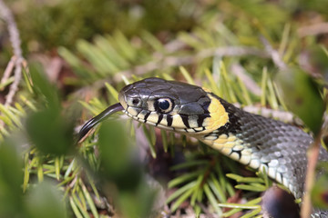 grass snake