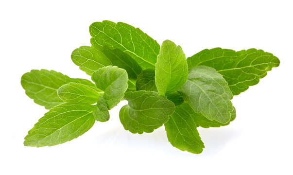 Stevia Rebaudiana, Sweet Leaf Sugar Substitute Isolated On White Background