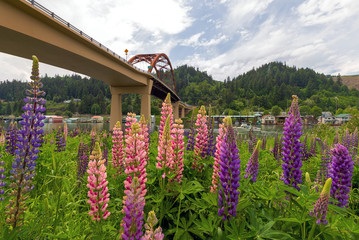 Colorful Lupine Flowers Blooming in Summer