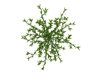 3d rendering of a top view flower with leafs