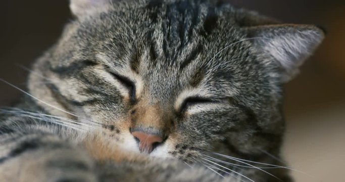 chat qui fait sa toilette 