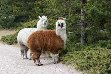 Alpaca