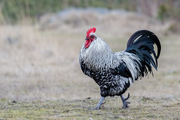 Rooster
