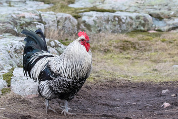 Rooster