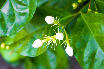  Jasmine isolate in sping sumer after raining in the morning, technical cost-up.