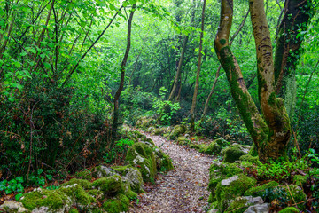 Mysterious path in the wet foggy forest.