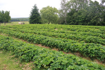 Fototapeta na wymiar Strawberry field