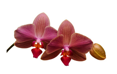 Fototapeta na wymiar Orchid isolated on white background. There is a way.