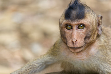 Portrait of a young wild monkey