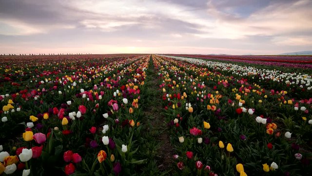 Timelapse video of sun is setting over beautiful tulip field in spring.