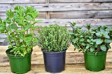 Gardening, cultivation,farming and care of aromatic plants concept: young aromatic plant seedlings on a wooden background.