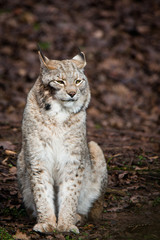 Lynx