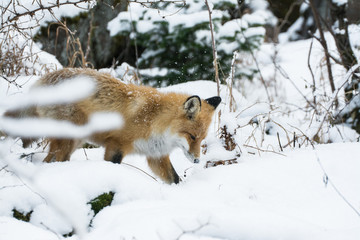 Лиса в зимнем лесу