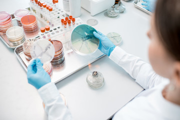 Woman making bacteriological seeding in Petri dishes heeting tool with fire in the laboratory