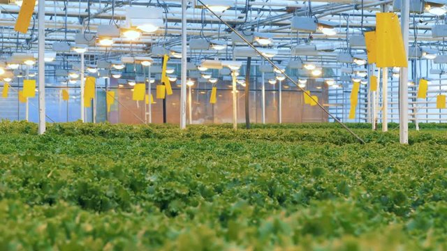 Modern eco-production with drip irrigation in a greenhouse. Broad greenhouse premises with vast lettuce plantations