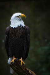 Bald eagle