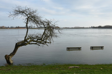 bankjes en boom onder water in verband met het hoge water in de rivier de IJssel