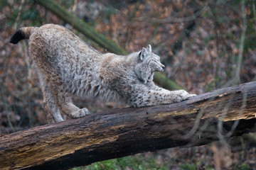 Lynx