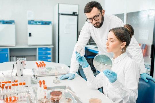 Couple of medics in uniform looking on the effect of antibiotics on bacteria in Petri dishes making bacteriological tests in the modern laboratory