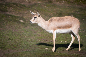 Naklejka premium Black-tailed gazelle