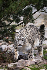Snow leopard